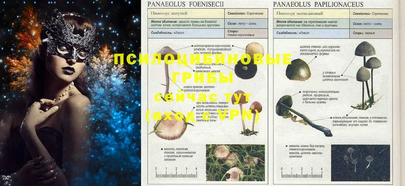 Псилоцибиновые грибы Psilocybine cubensis  купить наркотики цена  Бердск 